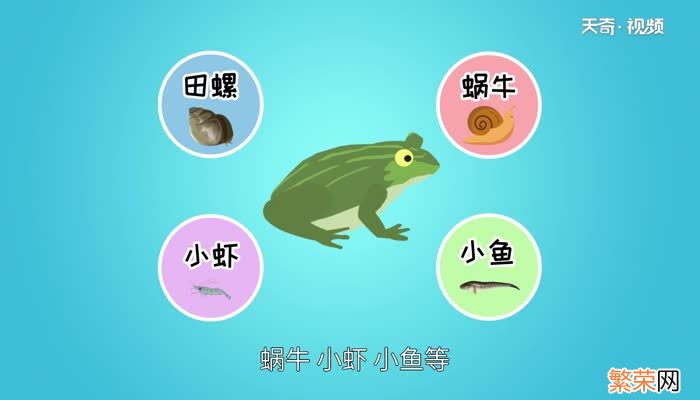 青蛙是什么动物 青蛙主要栖息在哪里