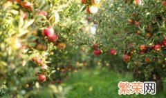 广东南方适合种什么果树 苹果树适合在广东地区种植吗