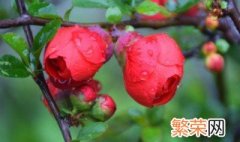 玫瑰海棠的养殖方法和注意事项 玫瑰海棠的养殖方法和注意事项简述