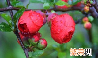 玫瑰海棠的养殖方法和注意事项 玫瑰海棠的养殖方法和注意事项简述