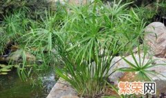 水竹的养殖方法和注意事项 水竹的养殖方法及注意事项是什么