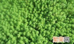 狐尾藻正确种植方法 狐尾藻正确种植方法图片