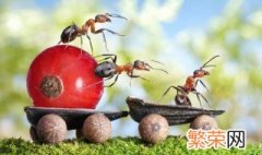 消除蚂蚁有什么好方法 驱蚂蚁最有效的方法