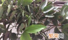 元宝树的养殖方法和注意事项 元宝树的养殖方法和注意事项是什么