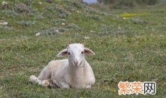 养羊圈养的方法 养羊圈羊怎么养
