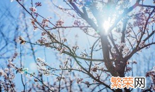 梅花的移栽季节 梅花移栽季节是什么时候