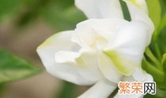 茉莉花开的季节是哪个季节 茉莉花开花是什么季节