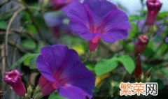 牵牛花适合什么季节种植 牵牛花什么季节种植?