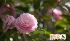 什么是限定花期 限定花期的解释