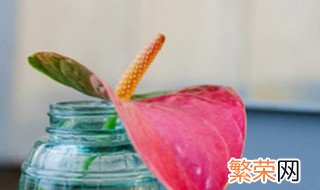 家里养的红掌花枯萎了怎么办 家里养的红掌花叶子会干枯