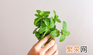 薄荷适合放在室内养吗 薄荷适合在室内养吗