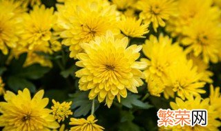 室内适合养菊花吗? 室内适合养菊花吗