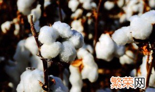 棉花什么时候传入中国 棉花的介绍