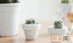 室内不开花的绿植有哪些 适合室内养殖的不开花的植物