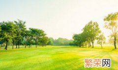 适合办公室养的大植物有哪些 什么适合办公室的植物,好养