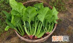 菠菜种植方法和时间几月播种 菠菜种植方法和时间