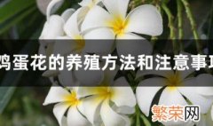 鸡蛋花的养殖方法和注意事项 用哪种土最合适