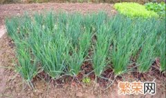 四季小香葱种植时间和方法 四季小香葱种植时间和方法简单介绍