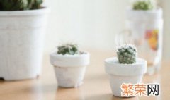 适合室内培植的小植物有什么 适合室内种植的小型植物