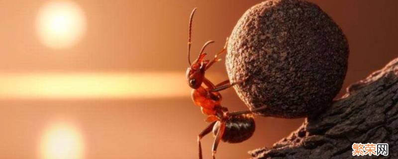 如何消灭家庭室内的蚂蚁 如何彻底消灭家中的蚂蚁
