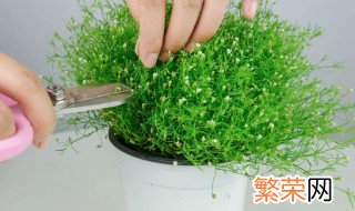 满天星用什么花盆 满天星用什么花盆种好