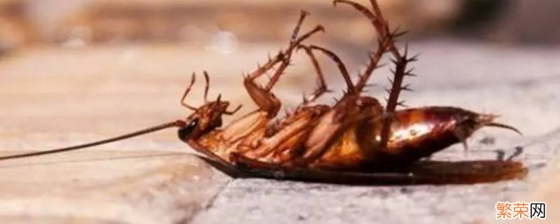 完全消灭蟑螂的七种方法 消除蟑螂的五种天然方法