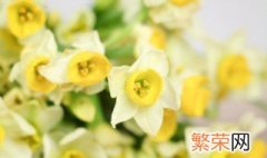 水仙花的栽培养殖技术 水仙花冬季水培养殖方法