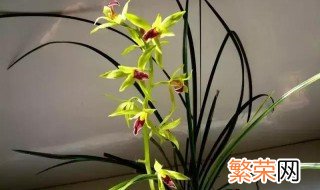 九节兰花如何种植 九节兰花的种植方法