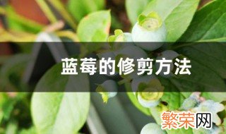 蓝莓盆景的修剪方法 家庭蓝莓盆栽种植的修剪方法