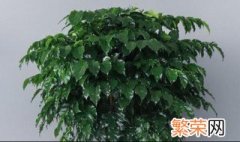 幸福树什么时候开花 幸福树什么时候开花?2月会开花吗