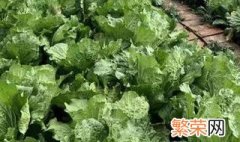 立冬后种什么菜 立冬后可以种植哪些蔬菜