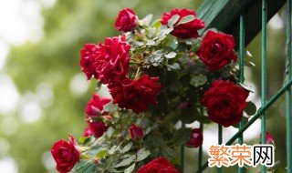 月季防寒方法 这四种方法最为好用