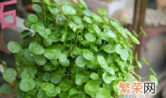 金钱草种植方法 种金钱草用什么土最合适