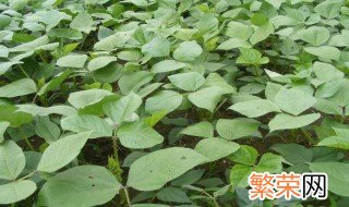 绿豆怎么种植方法 种植方法如下