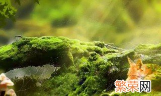 对付青苔有什么办法 对付青苔最好的方法