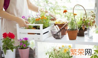 适合养在室内的草本植物有哪些 适合养在室内的草本植物有哪些种类