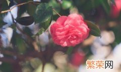 山茶花花期能施肥吗 山茶花开花时能施肥吗