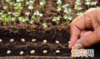 葫芦籽怎么种 葫芦籽种植方法