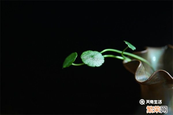 小叶金钱草的功效与作用 小叶金钱草有哪些功效与作用