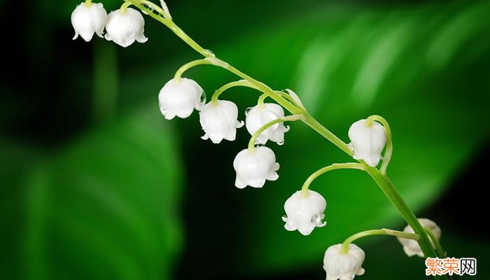 风铃草的花语 风铃草花语是什么