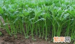 竹筒菜的种植时间和方法视频 竹筒菜的种植时间和方法