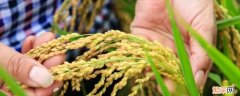 大禾米是什么品种 大禾米是一种什么米