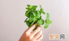 鲜薄荷叶能冷冻吗 新鲜薄荷叶能冷冻吗