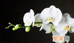 兰花叶子顶端干枯 兰花的叶尖干枯怎么办