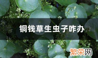 铜钱草叶片生虫怎么处理 铜钱草生虫有效处理方法