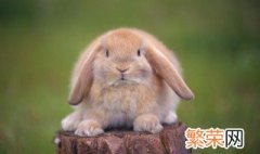 养垂耳兔应该注意什么 垂耳兔养殖注意事项有哪些