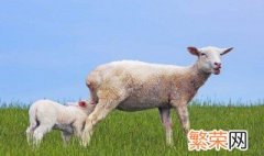 瘦羊育肥方法 瘦羊怎么育肥