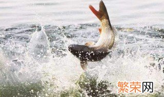 鲤鱼保鲜贮藏方法 鲤鱼保鲜贮藏方法简述