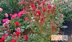 月季花怎么种才好看 月季花怎么种才好