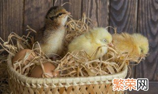小鸡孵化土方法 用土方法怎么孵出小鸡